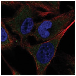 SHC4 Antibody, Novus Biologicals:Antibodies:Primary Antibodies