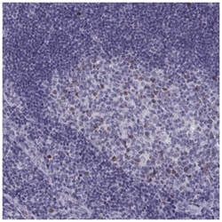 Shugoshin Antibody, Novus Biologicals 100&mu;L; Unlabeled:Antibodies, Polyclonal