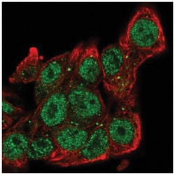 SIAH2 Antibody, Novus Biologicals 100&mu;L; Unlabeled:Antibodies, Polyclonal