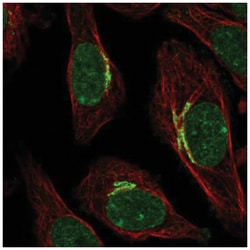 SIPA1L2 Antibody, Novus Biologicals:Antibodies:Primary Antibodies