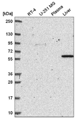 SIRP alpha/CD172a Antibody, Novus Biologicals 100&mu;L; Unlabeled:Antibodies,