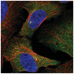Slain2 Antibody, Novus Biologicals 25 &mu;L, Unlabeled:Anticuerpos
