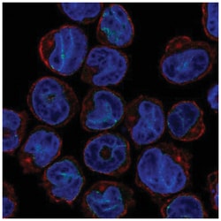 Slap Antibody, Novus Biologicals:Antibodies:Primary Antibodies
