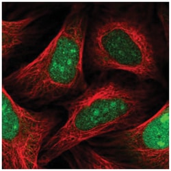 SLBP Antibody, Novus Biologicals:Antibodies:Primary Antibodies