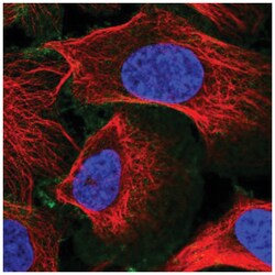 SLC30A1 Antibody, Novus Biologicals 100&mu;L; Unlabeled:Antibodies, Polyclonal