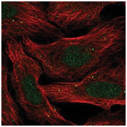 SLC30A3 Antibody, Novus Biologicals:Antibodies:Primary Antibodies