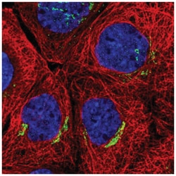 SLC30A6 Antibody, Novus Biologicals:Antibodies:Primary Antibodies