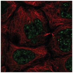 SLC35A4 Antibody, Novus Biologicals:Antibodies:Primary Antibodies