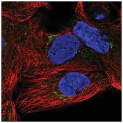 SLC35A5 Antibody, Novus Biologicals 100&mu;L; Unlabeled:Antibodies, Polyclonal