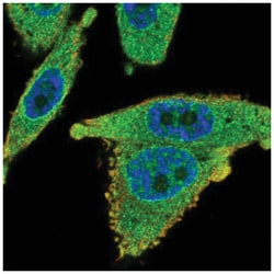 SLC35B1 Antibody, Novus Biologicals 25 &mu;L, Unlabeled:Antibodies, Polyclonal