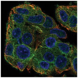 SLC38A3 Antibody, Novus Biologicals:Antibodies:Primary Antibodies