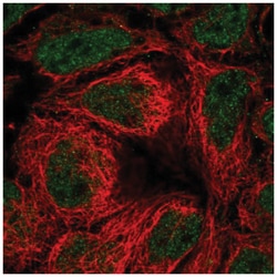 SLC39A10 Antibody, Novus Biologicals:Antibodies:Primary Antibodies