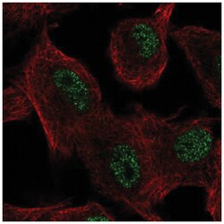 SLC39A11 Antibody, Novus Biologicals:Antibodies:Primary Antibodies