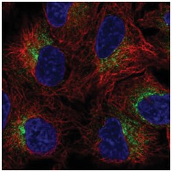 SLC39A9/ZIP9 Antibody, Novus Biologicals:Antibodies:Primary Antibodies