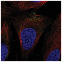 SLC9A7 Antibody, Novus Biologicals 25 &mu;L, Unlabeled:Antibodies, Polyclonal
