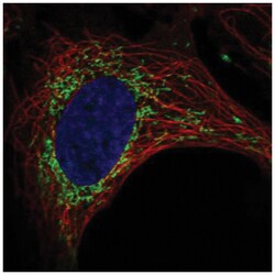 SLC9B1 Antibody, Novus Biologicals 100&mu;L; Unlabeled:Antibodies, Polyclonal