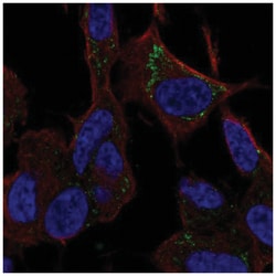 SLC9B1 Antibody, Novus Biologicals 100&mu;L; Unlabeled:Antibodies, Polyclonal