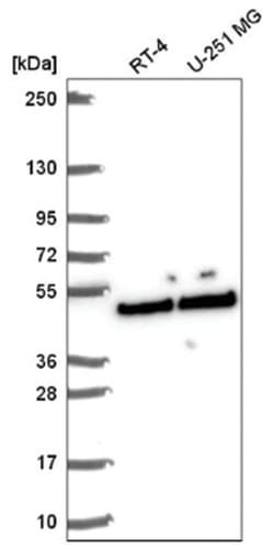 SLFNL1 Antibody, Novus Biologicals:Antibodies:Primary Antibodies