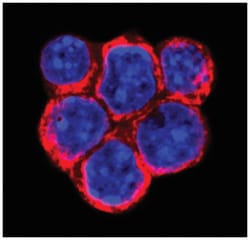 Human SLITRK6 Antibody, R D Systems 100&mu;g; Unlabeled:Antibodies, Monoclonal