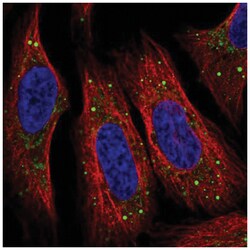 SMIM5 Antibody, Novus Biologicals:Antibodies:Primary Antibodies