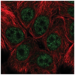 SNAI3 Antibody, Novus Biologicals:Antibodies:Primary Antibodies