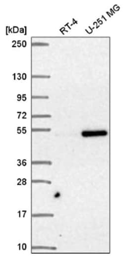 SNAPC3 Antibody, Novus Biologicals:Antibodies:Primary Antibodies