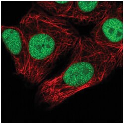 SNRPC Antibody, Novus Biologicals:Antibodies:Primary Antibodies