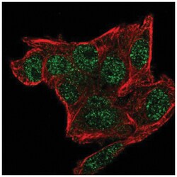 SNRPG Antibody, Novus Biologicals:Antibodies:Primary Antibodies