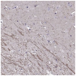 SNTG1 Antibody, Novus Biologicals:Antibodies:Primary Antibodies