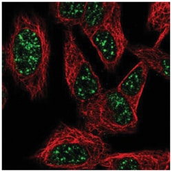 SNURF Antibody, Novus Biologicals 100&mu;L; Unlabeled:Antibodies, Polyclonal