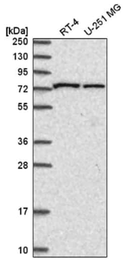 SNX1 Antibody, Novus Biologicals:Antibodies:Primary Antibodies