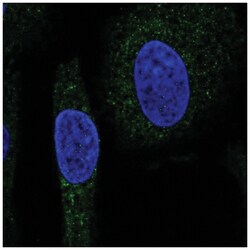 SNX24 Antibody, Novus Biologicals:Antibodies:Primary Antibodies