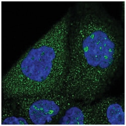 SNX7 Antibody, Novus Biologicals 25 &mu;L:Antibodies, Polyclonal