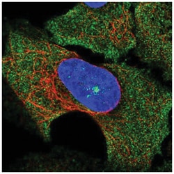 SOCS-3 Antibody, Novus Biologicals:Antibodies:Primary Antibodies