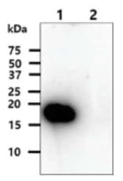 SOD1/Cu-Zn SOD Mouse anti-Human, Clone: 6F1, Novus Biologicals:Antibodies:Primary