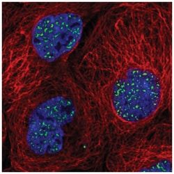 SON Antibody, Novus Biologicals:Antibodies:Primary Antibodies