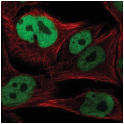 SOX10 Antibody, Novus Biologicals:Antibodies:Primary Antibodies