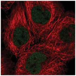 SOX13 Antibody, Novus Biologicals 100&mu;L; Unlabeled:Antibodies, Polyclonal