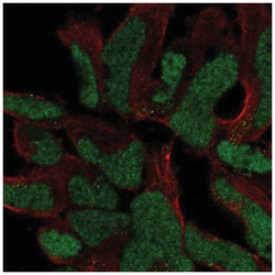 SOX21 Antibody, Novus Biologicals:Antibodies:Primary Antibodies