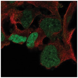 SOX3 Antibody, Novus Biologicals:Antibodies:Primary Antibodies