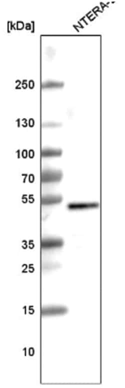 SOX3 Antibody (CL4725), Novus Biologicals 100&mu;L; Unlabeled:Antibodies,