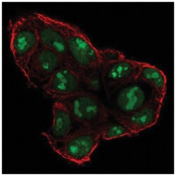 Sp5 Antibody, Novus Biologicals:Antibodies:Primary Antibodies
