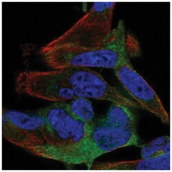 SPATS2 Antibody, Novus Biologicals:Antibodies:Primary Antibodies