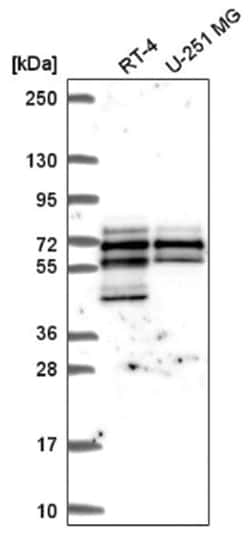 SPATS2L Antibody, Novus Biologicals 100 &mu;L | Buy Online | Novus Biologicals | Fisher Scientific
