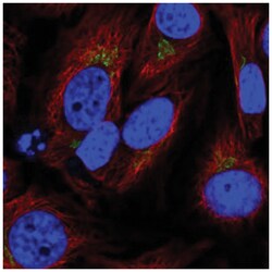 SPCS1 Antibody, Novus Biologicals:Antibodies:Primary Antibodies