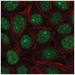 SPDEF Antibody, Novus Biologicals:Antibodies:Primary Antibodies
