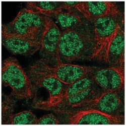 Speedy/Ringo Antibody, Novus Biologicals 25 &mu;L:Antibodies, Polyclonal