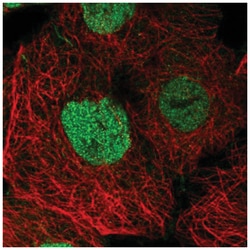 SPEN Antibody, Novus Biologicals:Antibodies:Primary Antibodies