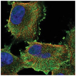 SPG20 Antibody, Novus Biologicals:Antibodies:Primary Antibodies