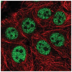 SPG8 Antibody, Novus Biologicals 100&mu;L; Unlabeled:Antibodies, Polyclonal
